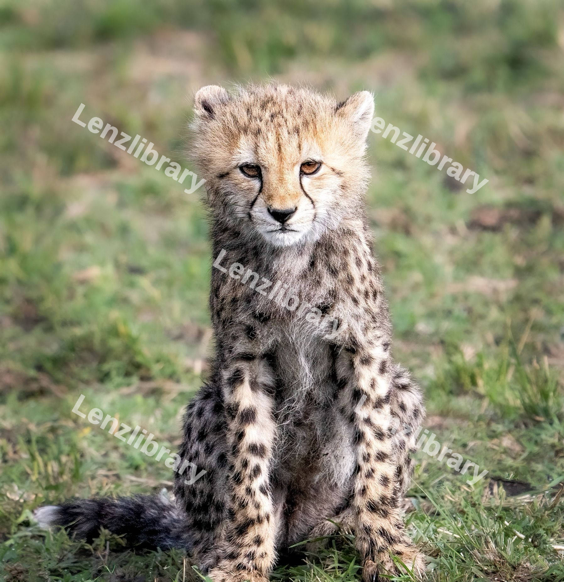 Young Cheetah